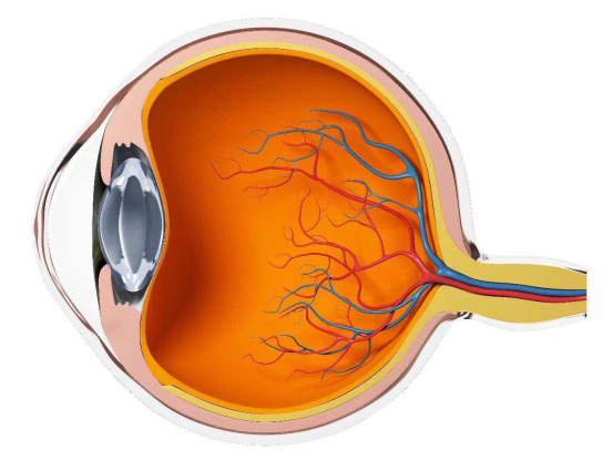 罗氏Susvimo的新数据显示其对两种严重糖尿病眼病具有持续疗效