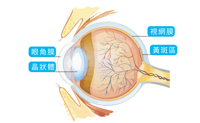 护眼保健品：安基健(ALPHA GENE)eSHINE乐视康 蓝莓叶黄素亮眼丸_香港济民药业