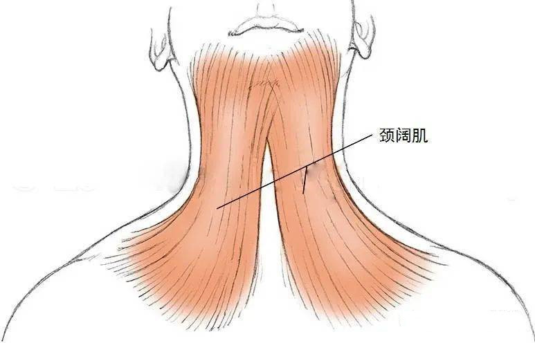 Botox Cosmetic在美FDA获批用于治疗中度至重度颈阔肌带_香港济民药业